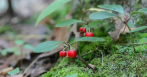 ウィンターグリーン