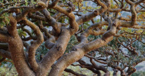 フランキンセンス