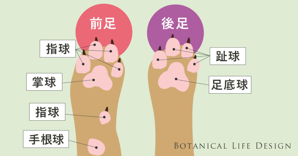 犬の肉球の重要な役割と病気やケガ、ケア方法